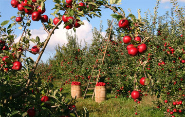 Eine erntereife Streuobstwiese mit vielen Äpfeln