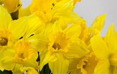 Viele gelben Blumen