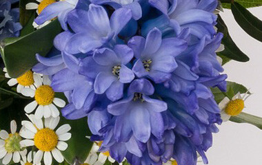 Blaue und weiße Blumen