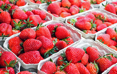 Viele Beerenschalen mit Erdbeeren befüllt