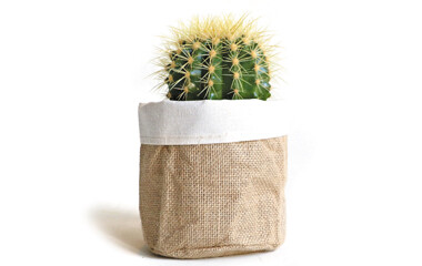 Ein Kaktus der in einer Jute Bag steht